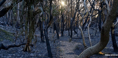 Responding to the bushfire crisis