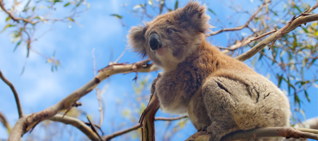 koala-2