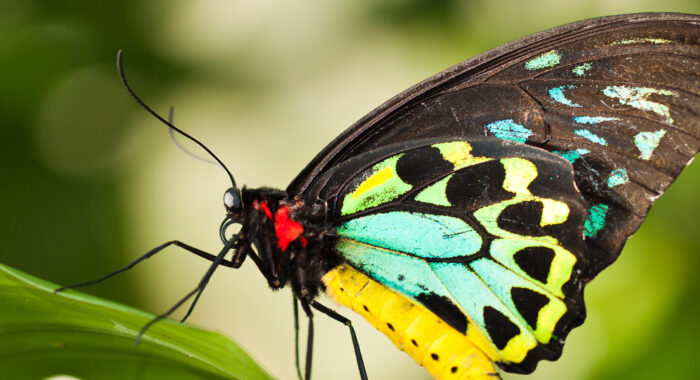 Mapping the Flyways of the Great Eastern Ranges
