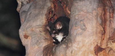 Surveys indicate alarming decline of Greater Gliders in Blue Mountains World Heritage Area