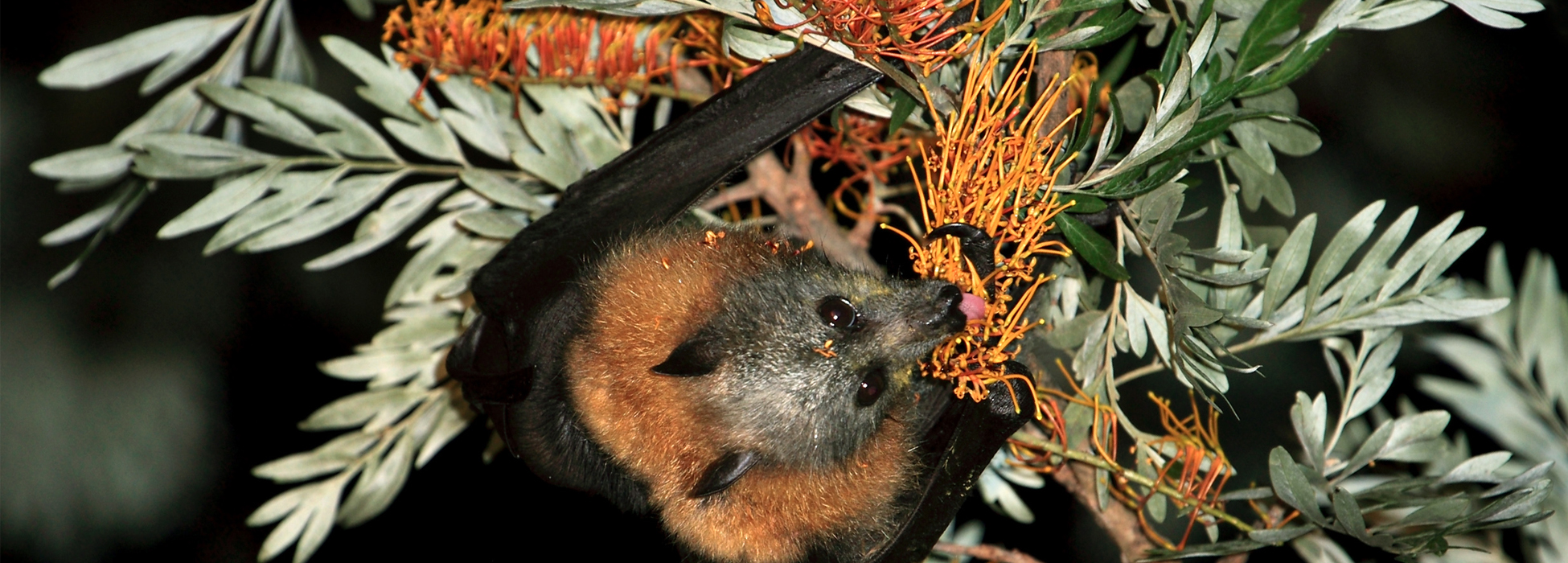 Restoring nectar-rich trees for animal pollinators - The Great Eastern ...