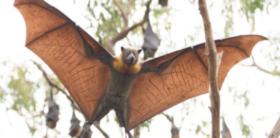 30,000 new plants to boost habitat for Shellharbour’s struggling grey-headed flying foxes