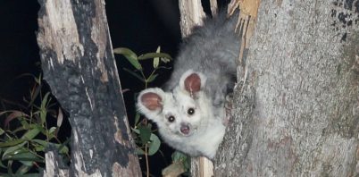 Recovery Underway: Great Glider Sightings Increase in Greater Blue Mountains