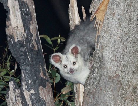Recovery Underway: Great Glider Sightings Increase in Greater Blue Mountains