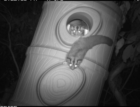 Gliders leaping into new high tech nest boxes in Kanangra-Boyd to Wyangala