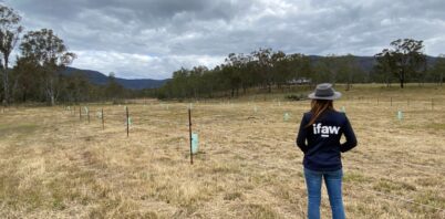 Bushfire project reconnects tens of thousands of hectares to help endangered species