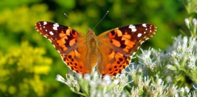 The Australian painted lady butterfly: One of our great migrators