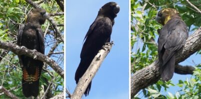 Glossy black-cockatoos provide a path to healing for fire-impacted Nymboida landholders