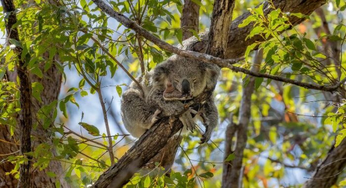 Koala Climate Corridors