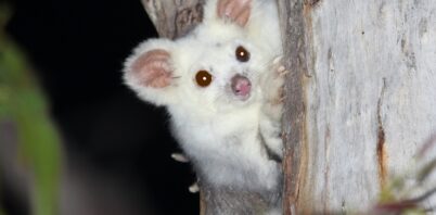 Southern greater gliders bouncing back in parts of Greater Blue Mountains post-fire