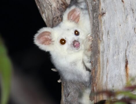 Southern greater gliders bouncing back in parts of Greater Blue Mountains post-fire