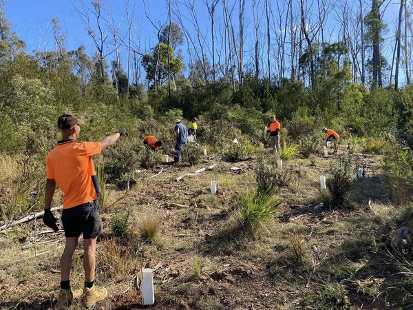 Bushfire recovery project helping to heal country and community on NSW ...