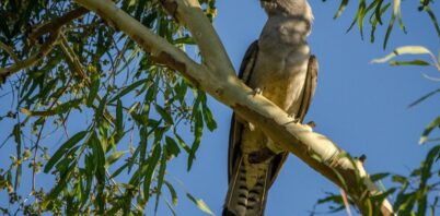 Heralding the start of Australia’s stormbird season