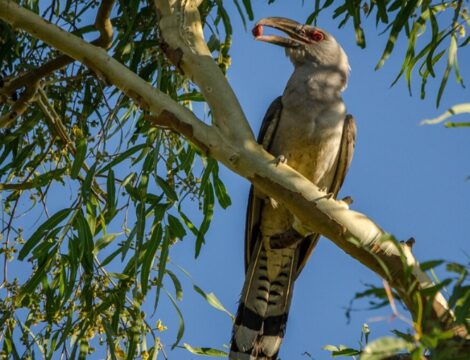 Heralding the start of Australia’s stormbird season