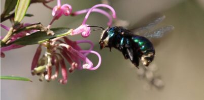 Our mighty pollinators: Australia’s little unsung heroes