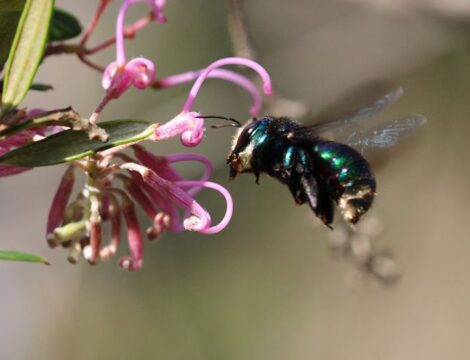 Our mighty pollinators: Australia’s little unsung heroes