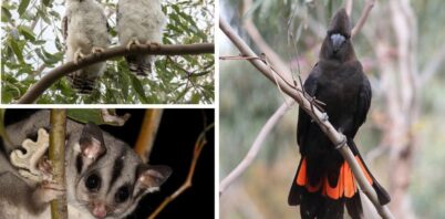 New partnership working with farmers to support wildlife and boost biodiversity in the Bega Valley