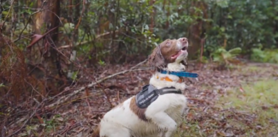 Scent detection dog uncovers new evidence of little-known koala population in Coffs