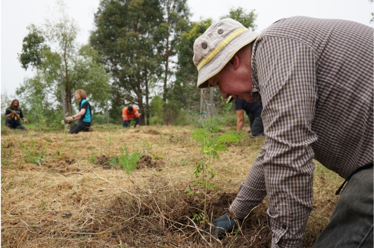 Wollondilly Shire Council staff and local landcarers planting some of the 12,000 new seedlings that have been put into the ground alongside Racecourse Creek at Picton Sportsground. 