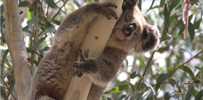 Smoothing the path for koalas in Wollondilly