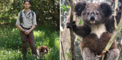 Detection dog sniffs out new group of chlamydia-free koalas