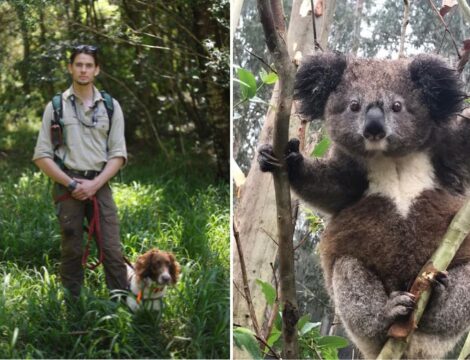 Detection dog sniffs out new group of chlamydia-free koalas