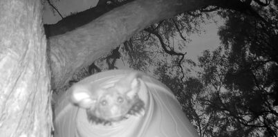 Australia’s cutest marsupial snapped emerging from its new artificial hollow home at Dingo Mountain