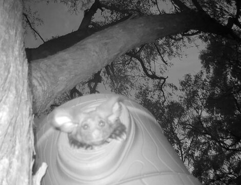 Australia’s cutest marsupial snapped emerging from its new artificial hollow home at Dingo Mountain