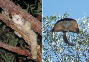Greater Gliders in the southern Blue Mountains