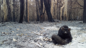 Greater Glider in burnt forest