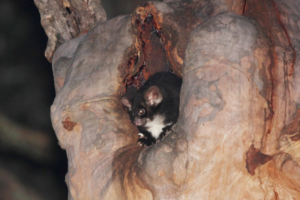 A Greater Glider peers out from its nesting hollow