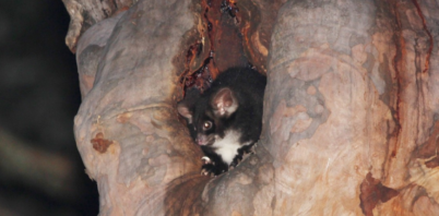 Elusive greater gliders discovered thriving in some parts of Wombeyan post-fire