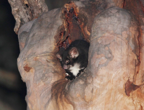 Elusive greater gliders discovered thriving in some parts of Wombeyan post-fire