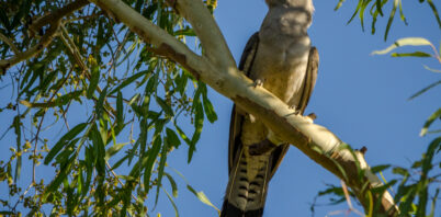 A Moving Moment: The cuckoos are coming!