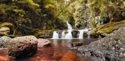 Ancient Forests, New Connections: The Greater Gondwana Rainforest Corridor